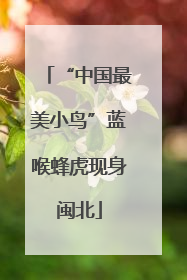 “中国最美小鸟”蓝喉蜂虎现身闽北