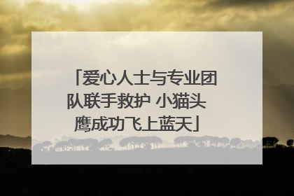 爱心人士与专业团队联手救护 小猫头鹰成功飞上蓝天