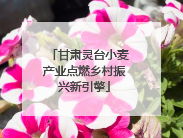 甘肃灵台小麦产业点燃乡村振兴新引擎