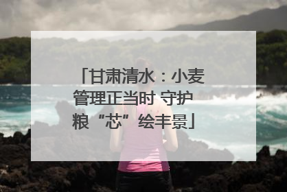 甘肃清水：小麦管理正当时 守护粮“芯”绘丰景