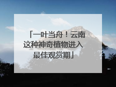 一叶当舟！云南这种神奇植物进入最佳观赏期