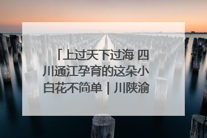 上过天下过海 四川通江孕育的这朵小白花不简单｜川陕渝网络名人巴中行