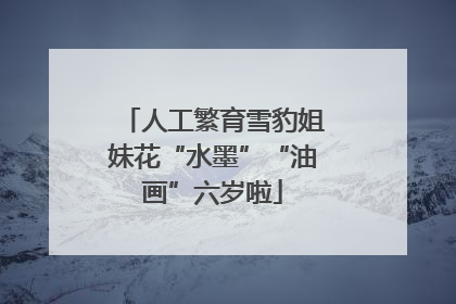 人工繁育雪豹姐妹花“水墨”“油画”六岁啦