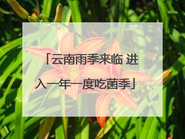 云南雨季来临 进入一年一度吃菌季