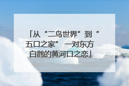 从“二鸟世界”到“五口之家” 一对东方白鹳的黄河口之恋
