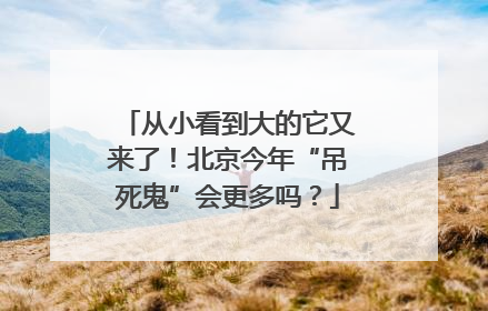 从小看到大的它又来了！北京今年“吊死鬼”会更多吗？