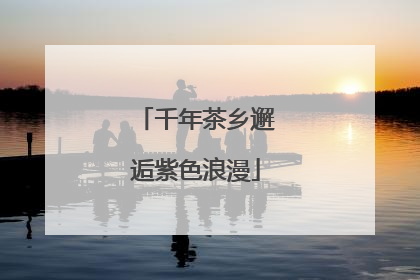 千年茶乡邂逅紫色浪漫