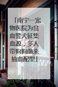 南宁一宠物医院为贫血警犬征集血源，多人带狗狗前来抽血配型