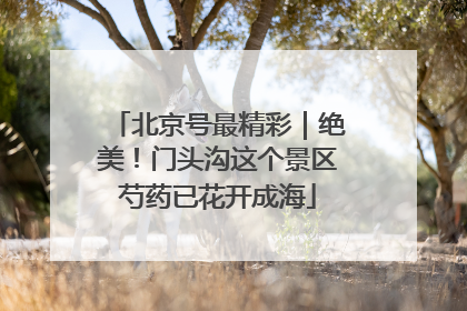 北京号最精彩｜绝美！门头沟这个景区芍药已花开成海