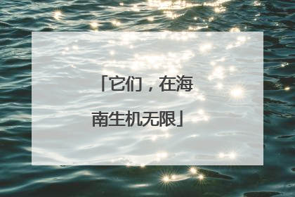 它们，在海南生机无限