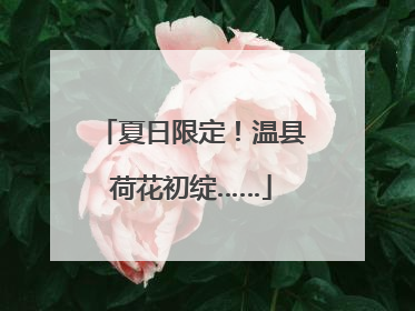 夏日限定！温县荷花初绽……