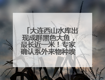大连西山水库出现成群黑色大鱼，最长近一米！专家确认系外来物种埃及塘鲺