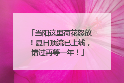 当阳这里荷花怒放！夏日顶流已上线，错过再等一年！