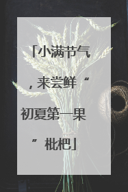 小满节气，来尝鲜“初夏第一果”枇杷