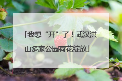 我想“开”了！武汉洪山多家公园荷花绽放