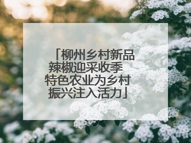 柳州乡村新品辣椒迎采收季 特色农业为乡村振兴注入活力