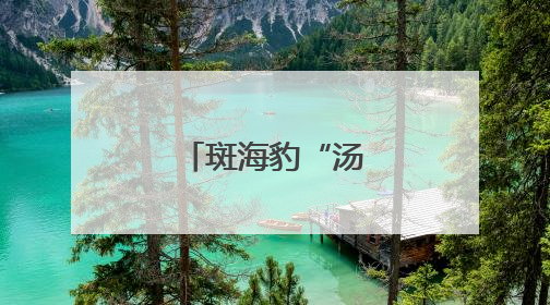 斑海豹“汤圆”归海记