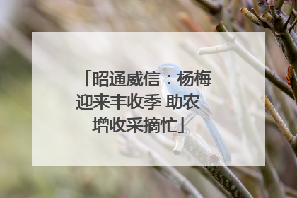 昭通威信：杨梅迎来丰收季 助农增收采摘忙