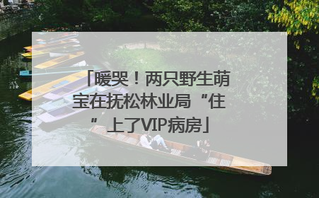 暖哭！两只野生萌宝在抚松林业局“住”上了VIP病房