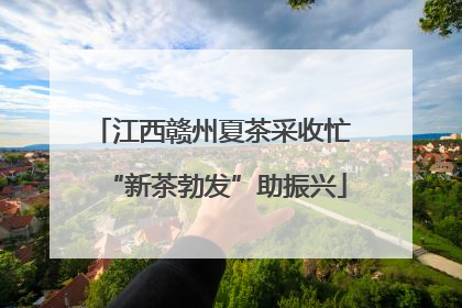 江西赣州夏茶采收忙 “新茶勃发”助振兴