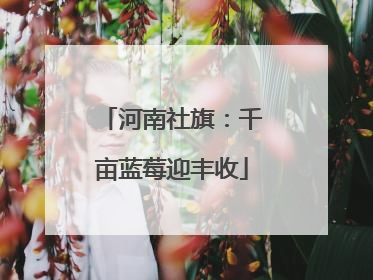 河南社旗：千亩蓝莓迎丰收