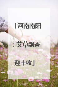 河南南阳：艾草飘香迎丰收