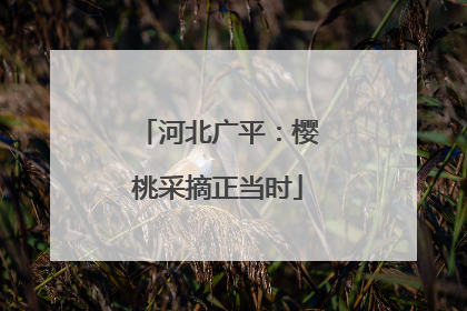 河北广平：樱桃采摘正当时