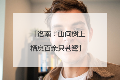 洛南：山间树上栖息百余只苍鹭