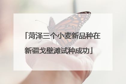 菏泽三个小麦新品种在新疆戈壁滩试种成功