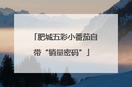 肥城五彩小番茄自带“销量密码”
