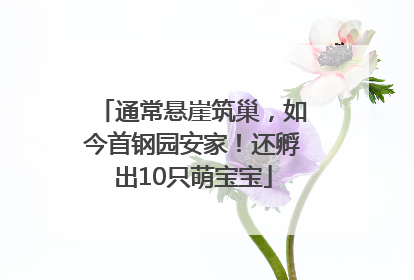 通常悬崖筑巢，如今首钢园安家！还孵出10只萌宝宝