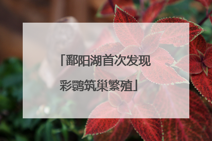 鄱阳湖首次发现彩鹮筑巢繁殖