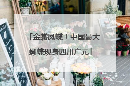 金裳凤蝶！中国最大蝴蝶现身四川广元