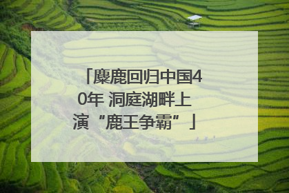 麋鹿回归中国40年 洞庭湖畔上演“鹿王争霸”