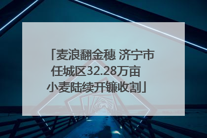 麦浪翻金穗 济宁市任城区32.28万亩小麦陆续开镰收割