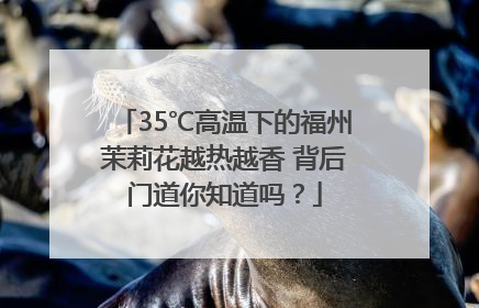 35℃高温下的福州茉莉花越热越香 背后门道你知道吗？