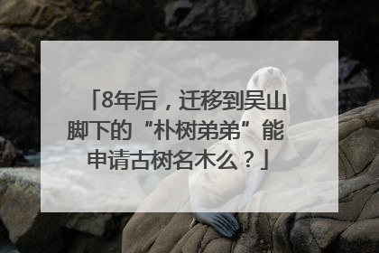 8年后，迁移到吴山脚下的“朴树弟弟”能申请古树名木么？